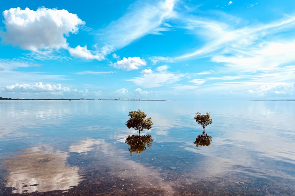 Mangroves in the sea. Clouds from the sky are reflected in the water.