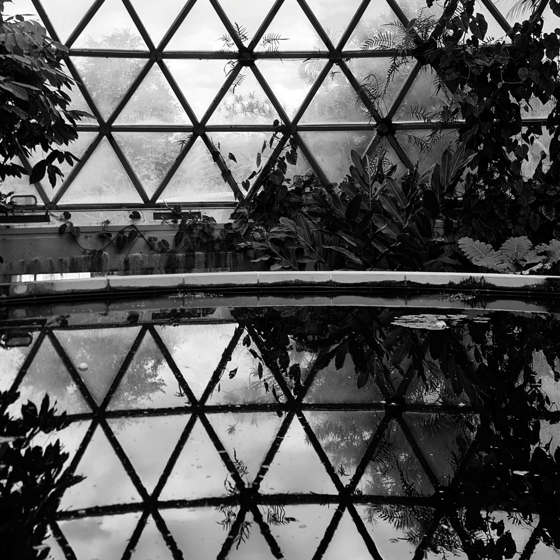 Reflection in water of triangular glass windows and plants.