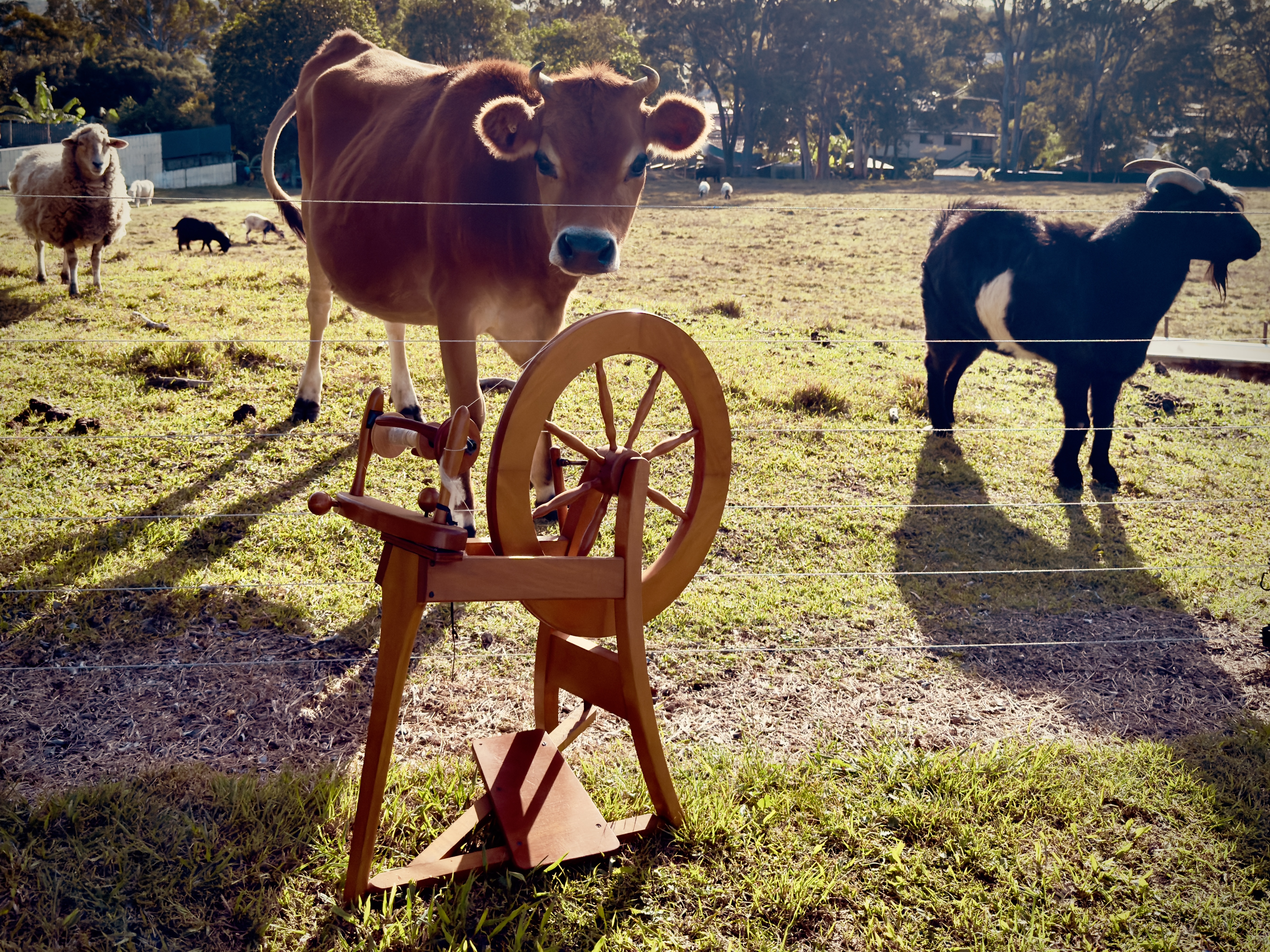 A cow, sheep and a goat in a field next to a fence, looking at a spinning wheel.