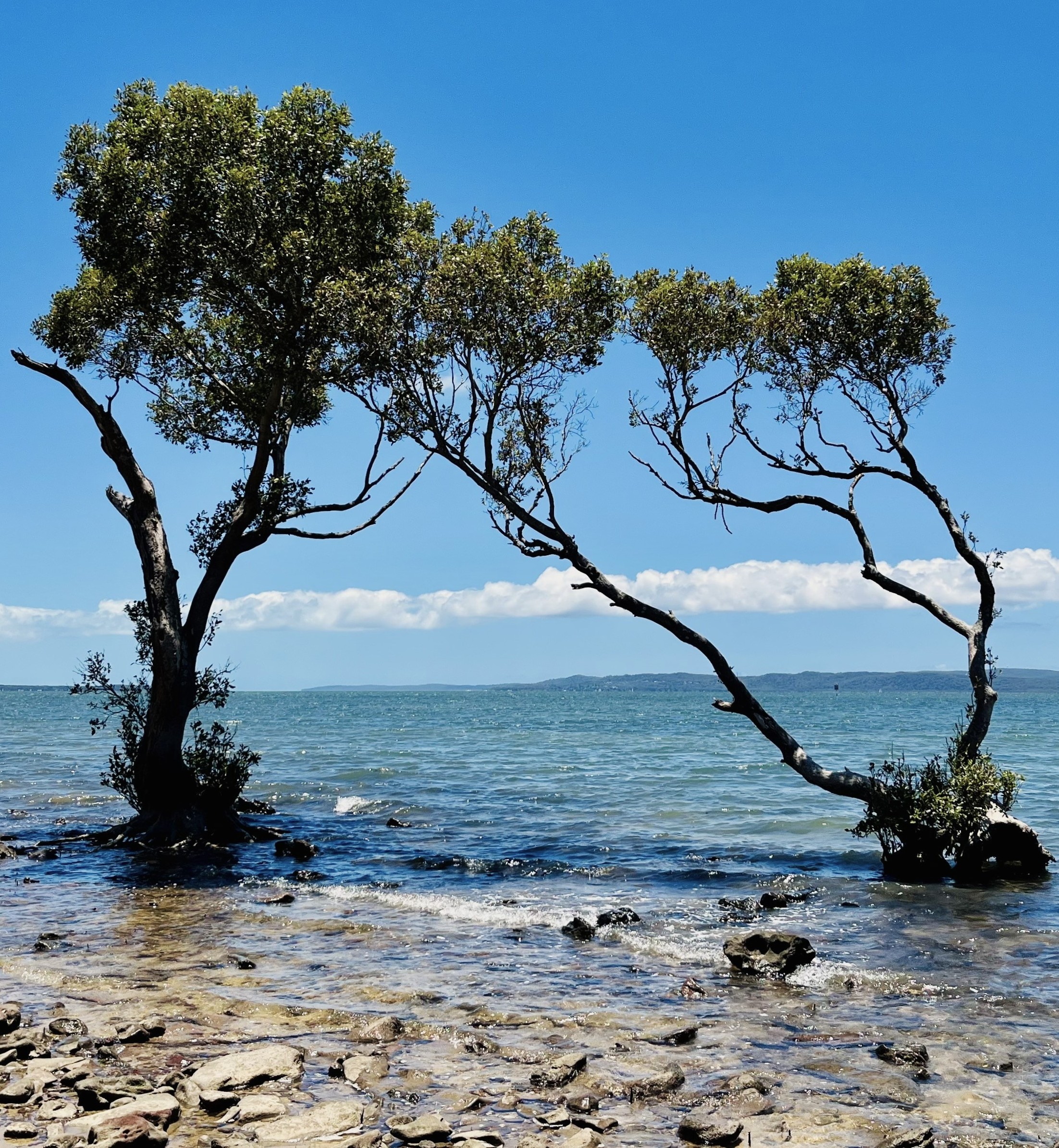 Two trees in shallow sea water.