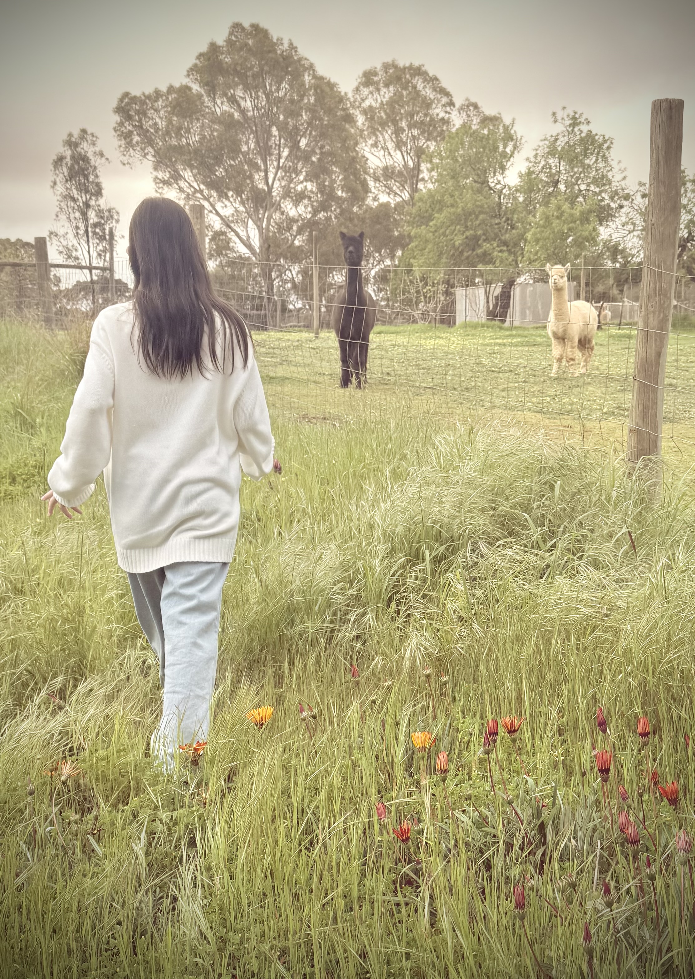 A girl walking in a field of flowers towards a black llama and a white llama.