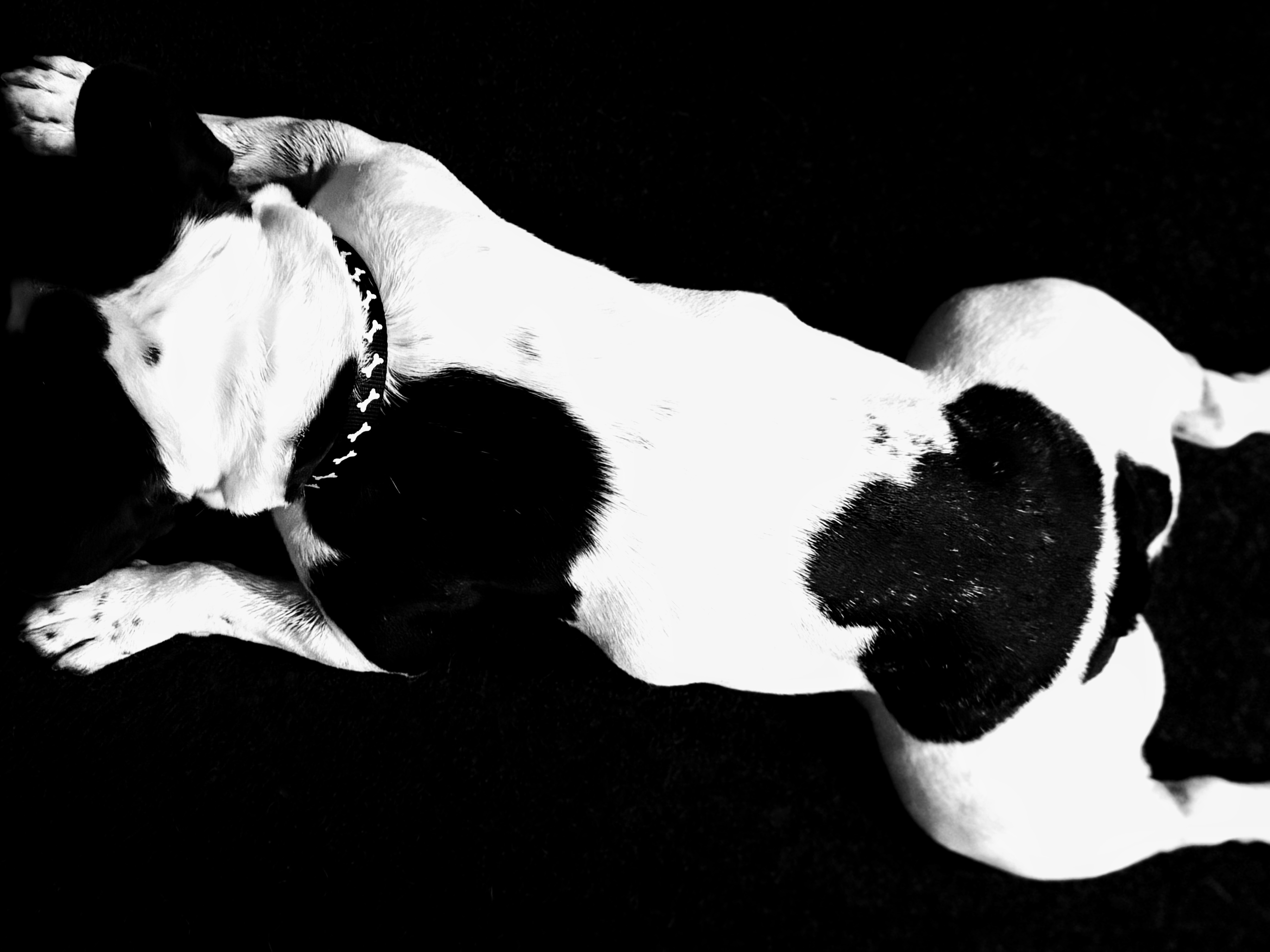 Black and white French bulldog lying flat on his belly on black carpet.