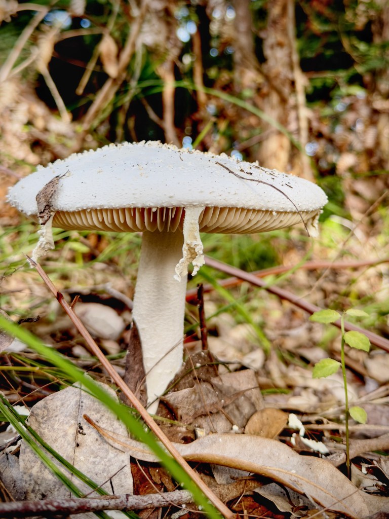 White mushroom in woodland