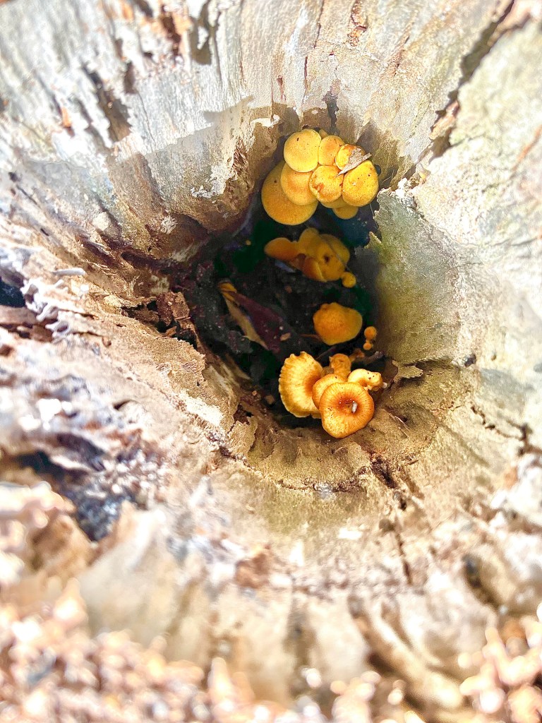 Small light orange mushrooms inside a log