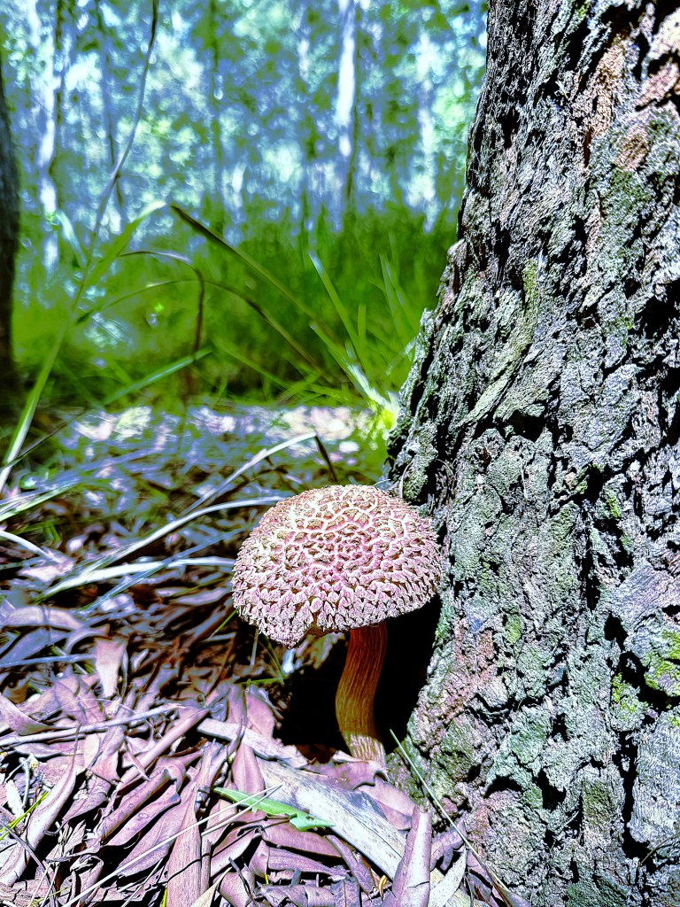 Brown mushroom next to a tree trunk