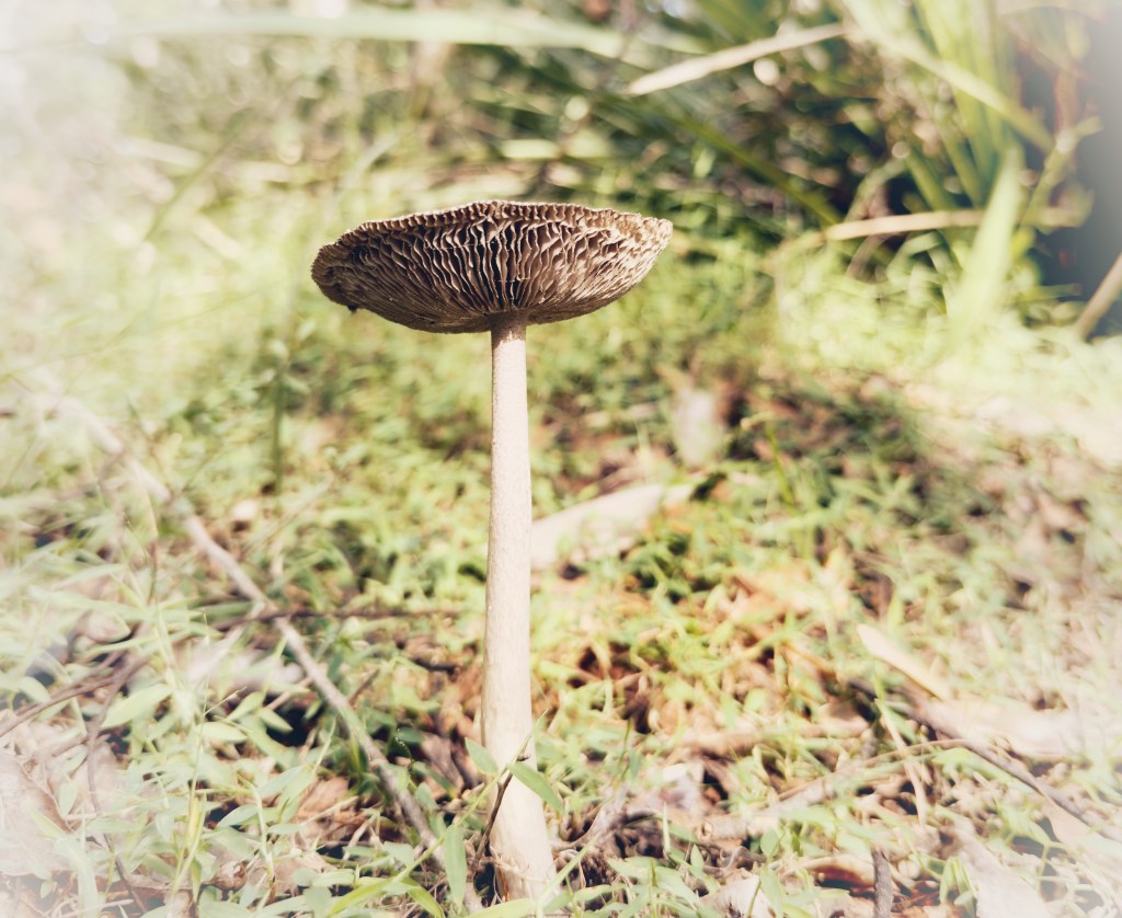 Tall mushroom with perforated underside
