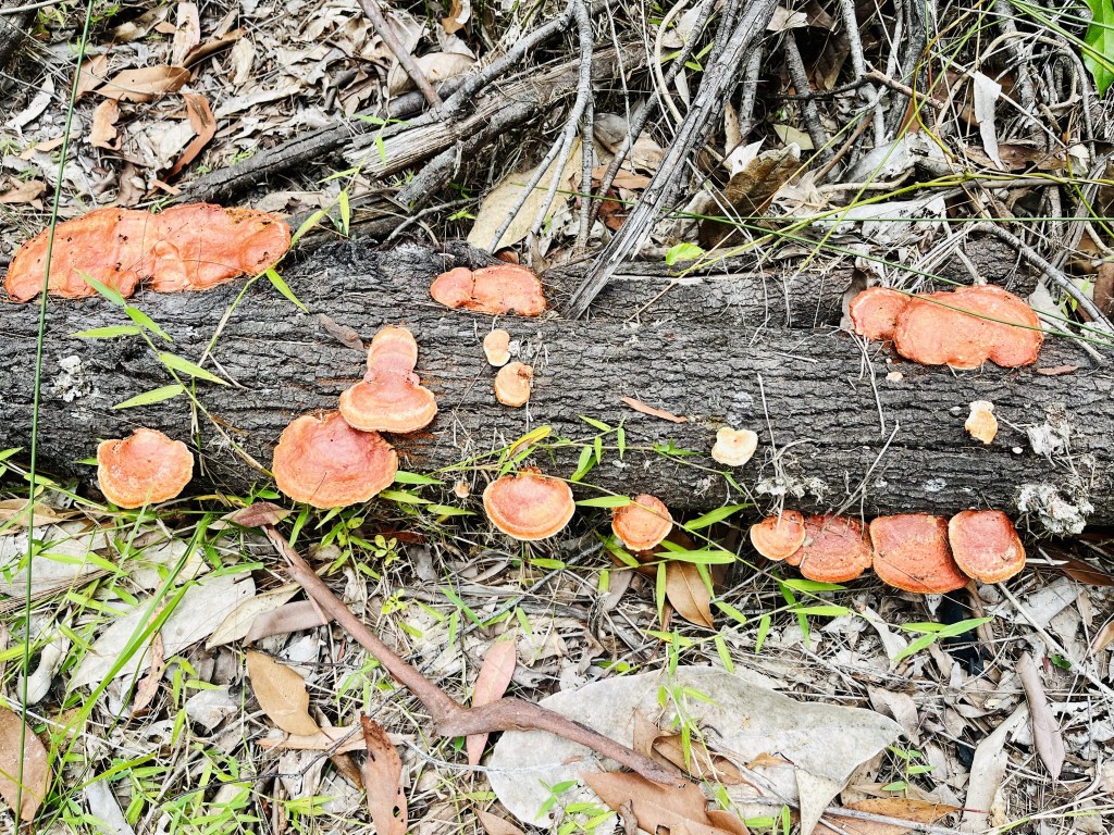 Log covered in deep orange fungi