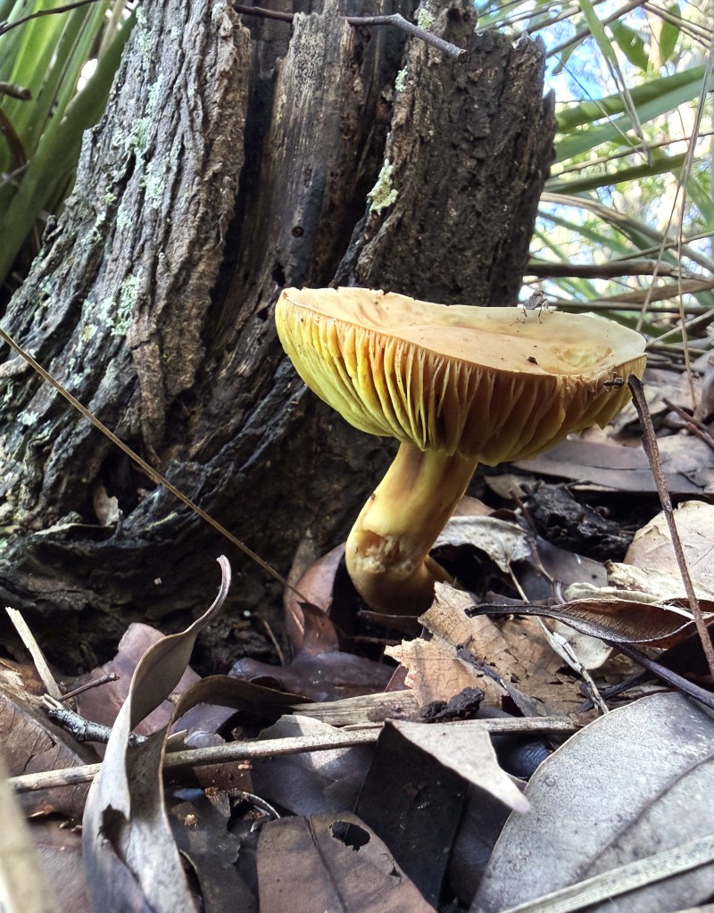 Close-up of mushroom in leaf litter