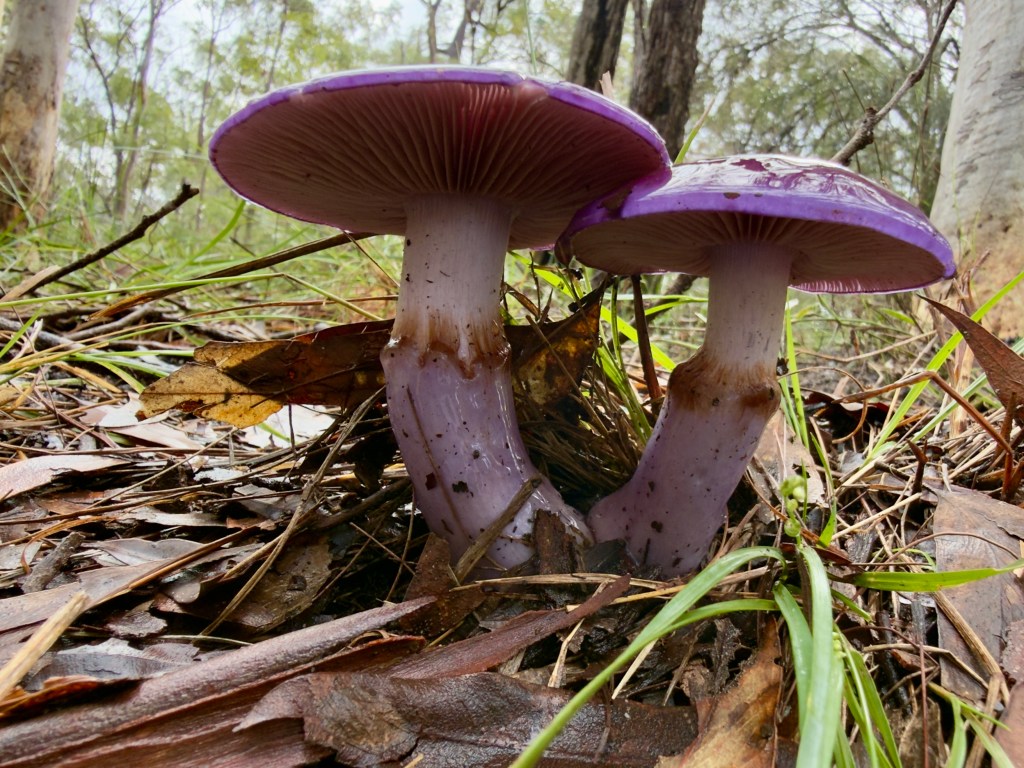 Two purple emperor mushrooms in bushland.