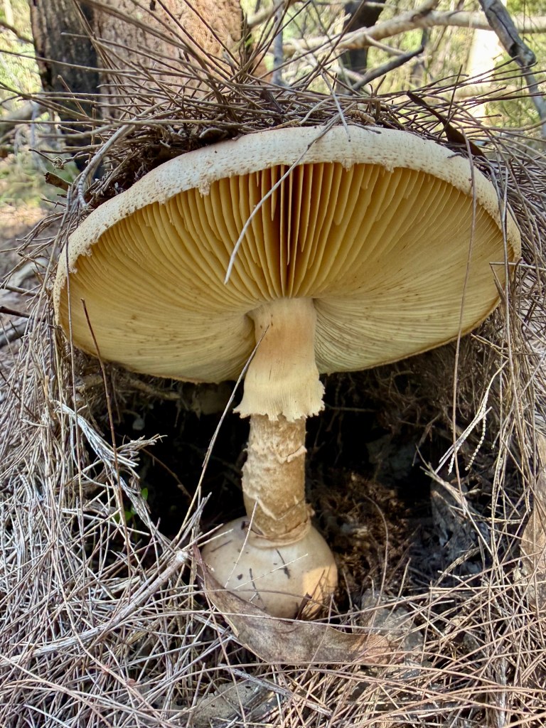 Mushroom covered in pine needles