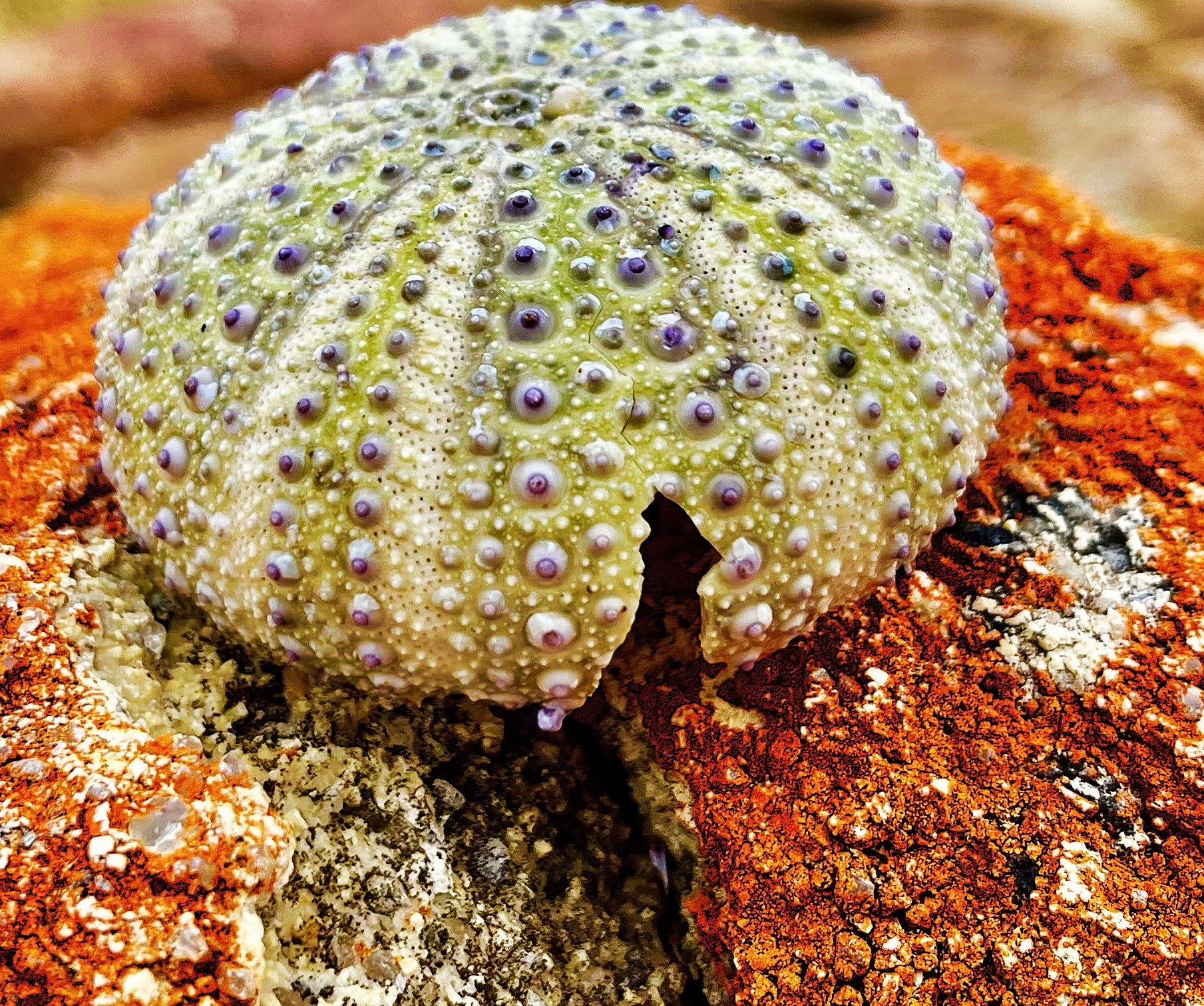 Sea urchin with a crack in its shell, on a rock.