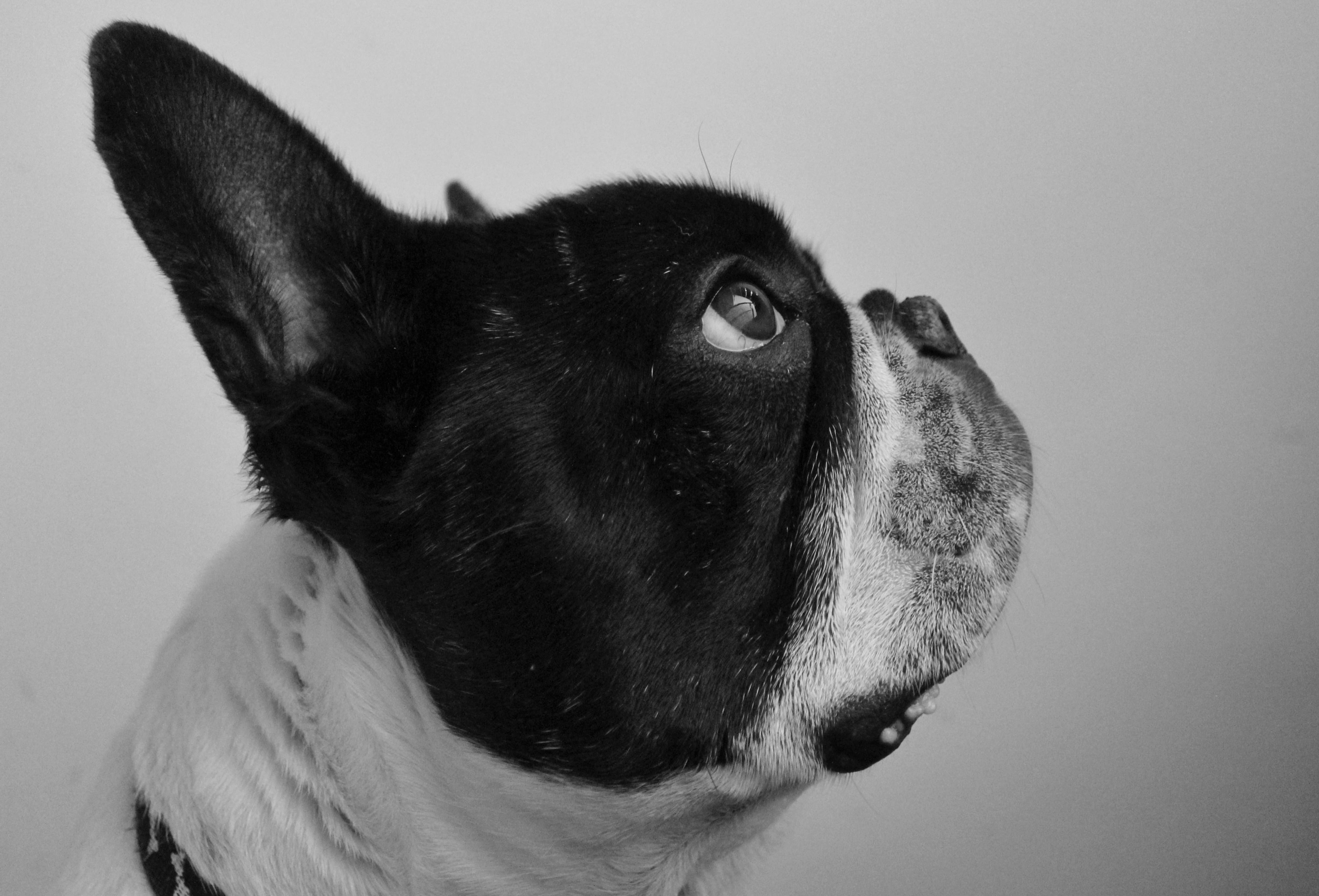 Side profile of the head of a black and white French Bulldog.