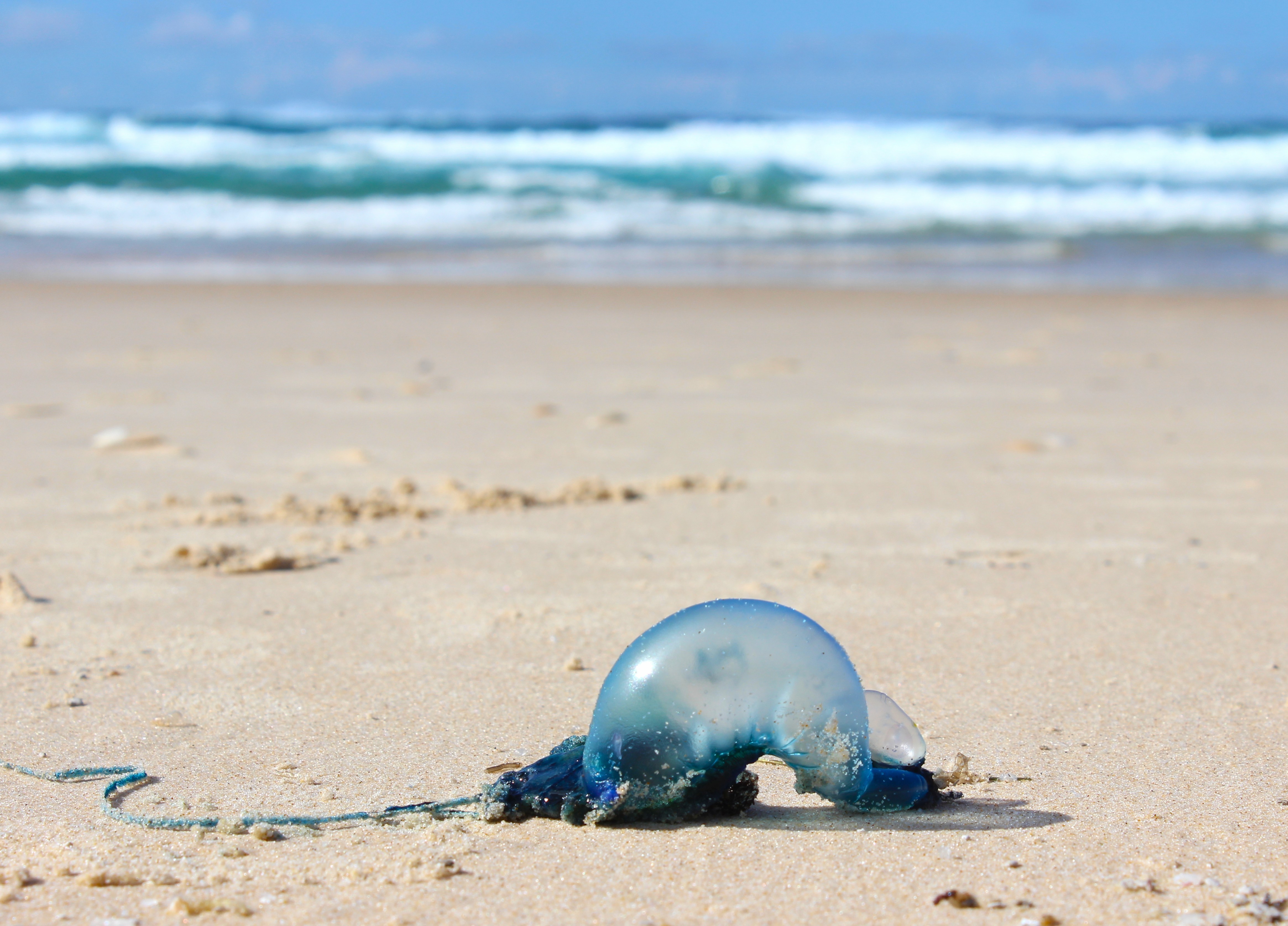A bluebottle jellyfish on the beach.