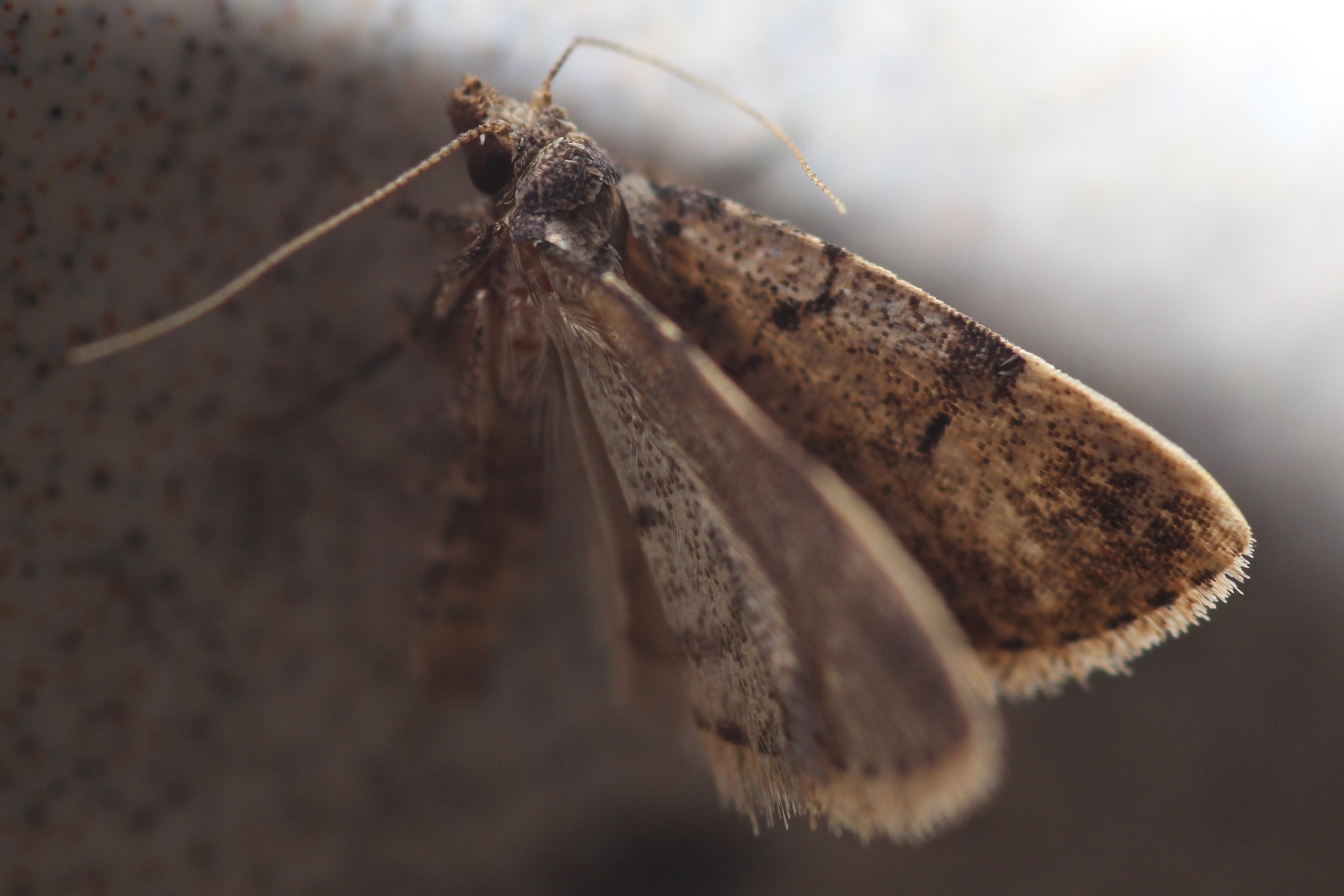 A moth illuminated by side light that shows the features of its wings.