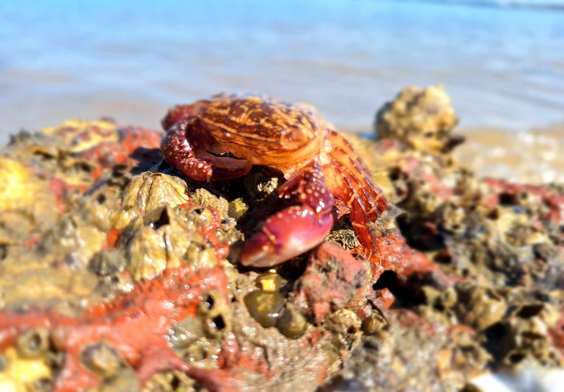 An orange crab on colourful rocks by the sea.