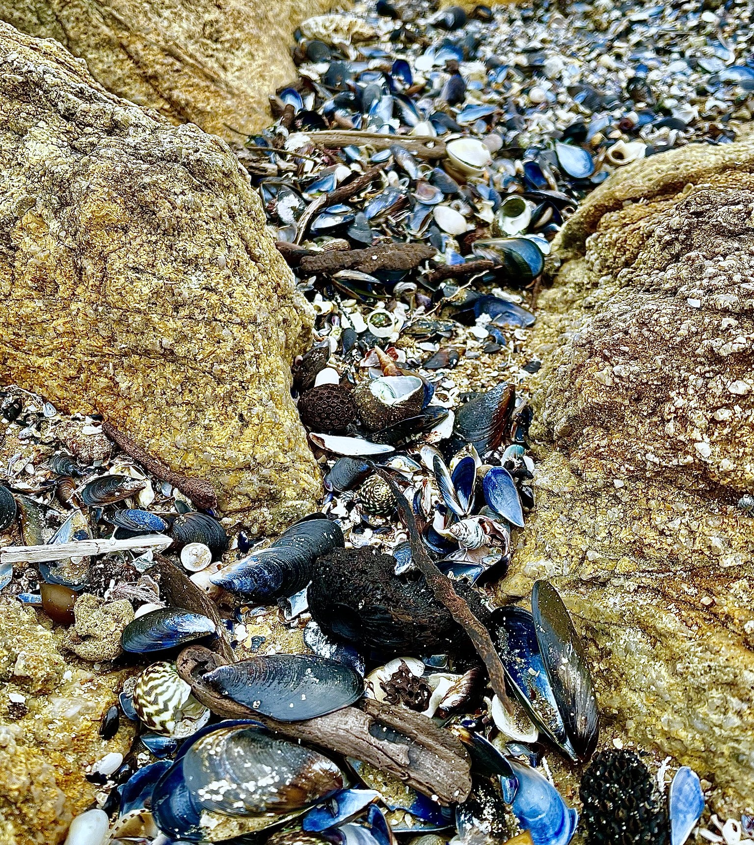A river of shells left behind by the tide between granite rocks.