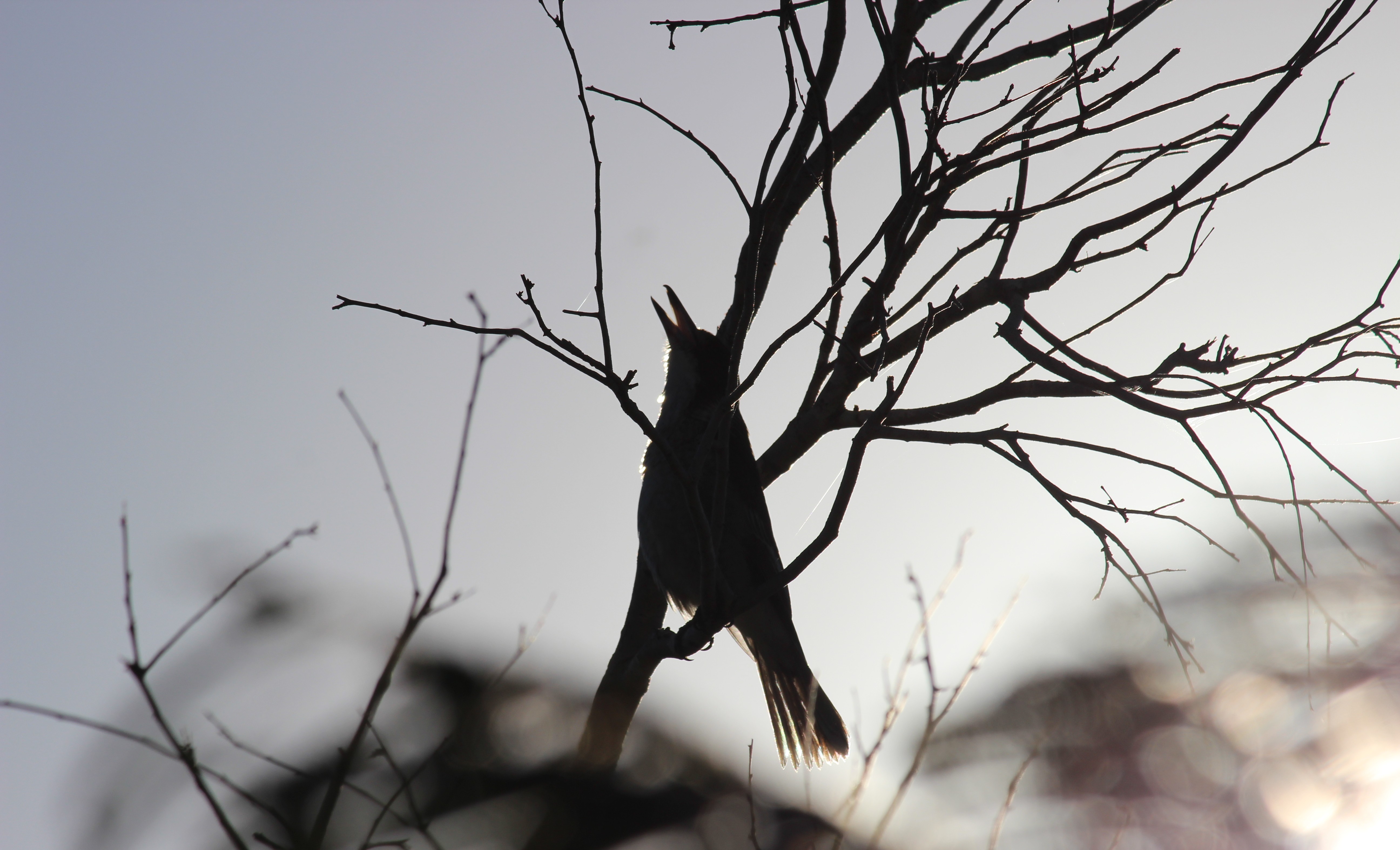 The silhouette of a bird in a tree, with its beak open singing.
