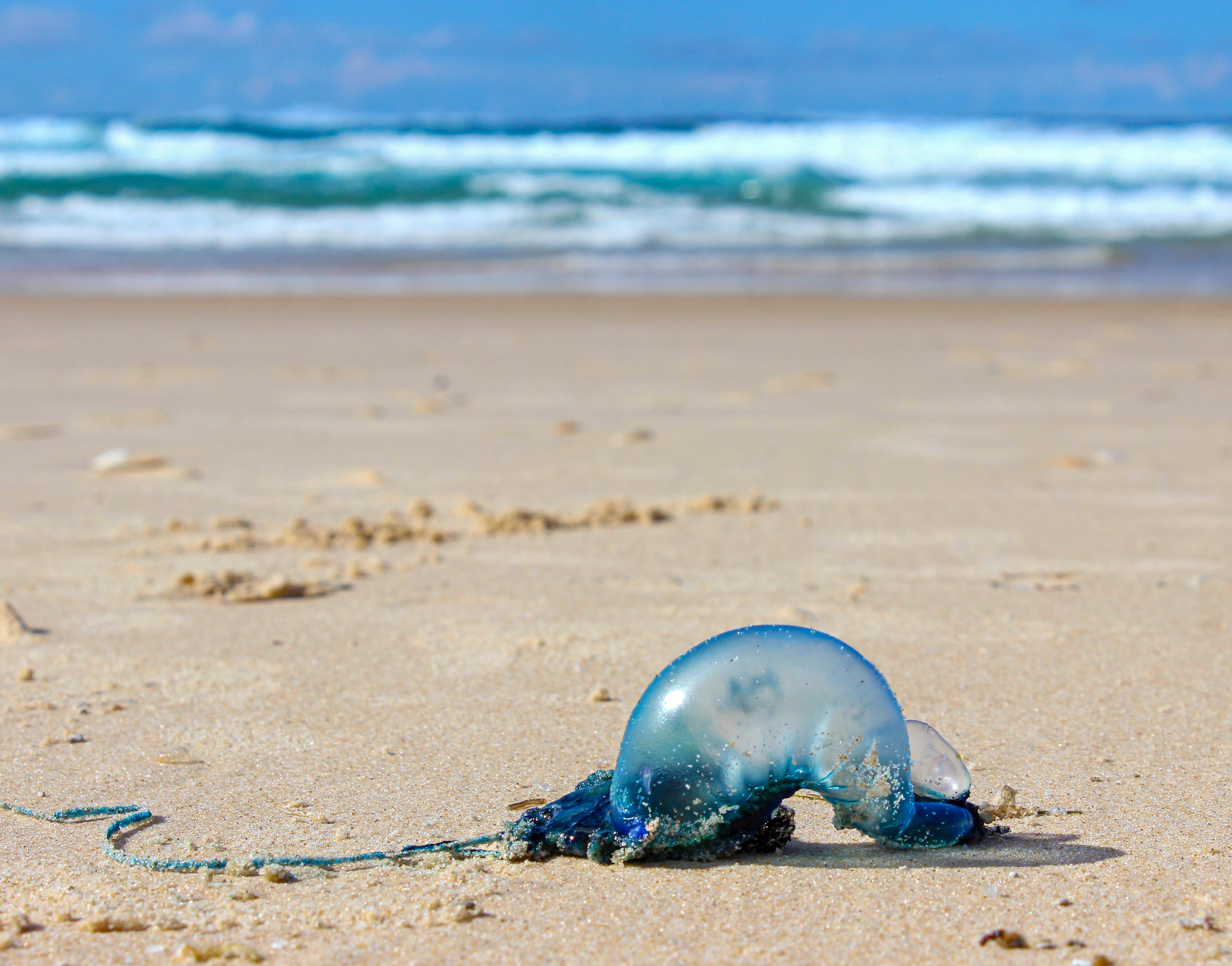 A bluebottle jellyfish on the beach.
